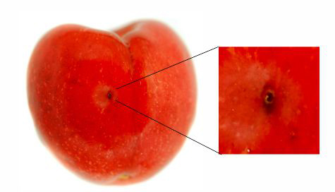 Oviposition scar on a cherry