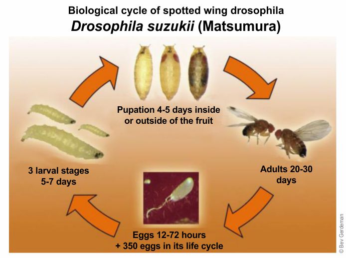 Biological cycle Drosophila suzukii