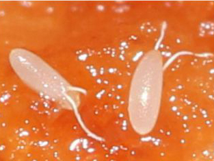 Eggs drosophila suzukii