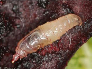 Third instar larva