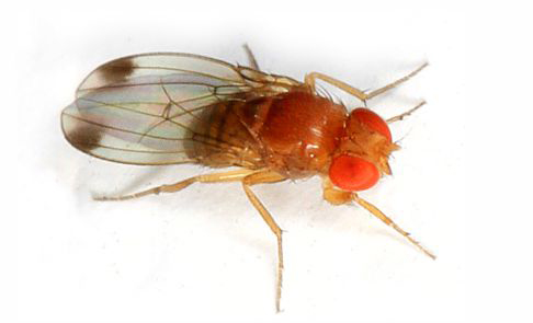 Adult male drosophila suzukii