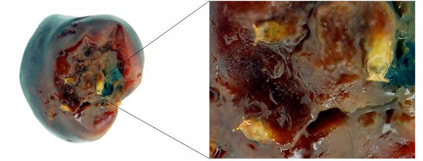 Drosophila suzukii pupae inside a cherry