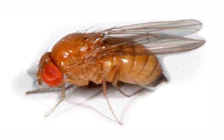 Adult female de drosophila suzukii