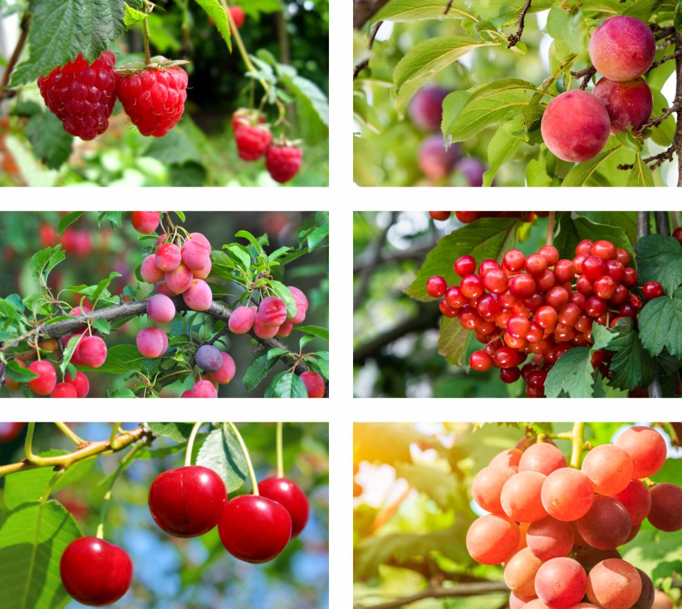 Econex Affected crops drosophila suzukii