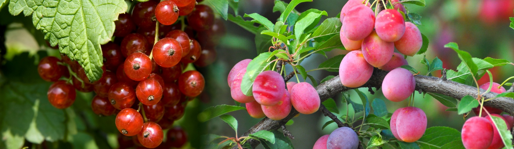 frutos rojos a los que afecta la plaga de Drosophila suzukii