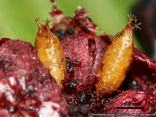 Pupae drosophila suzukii